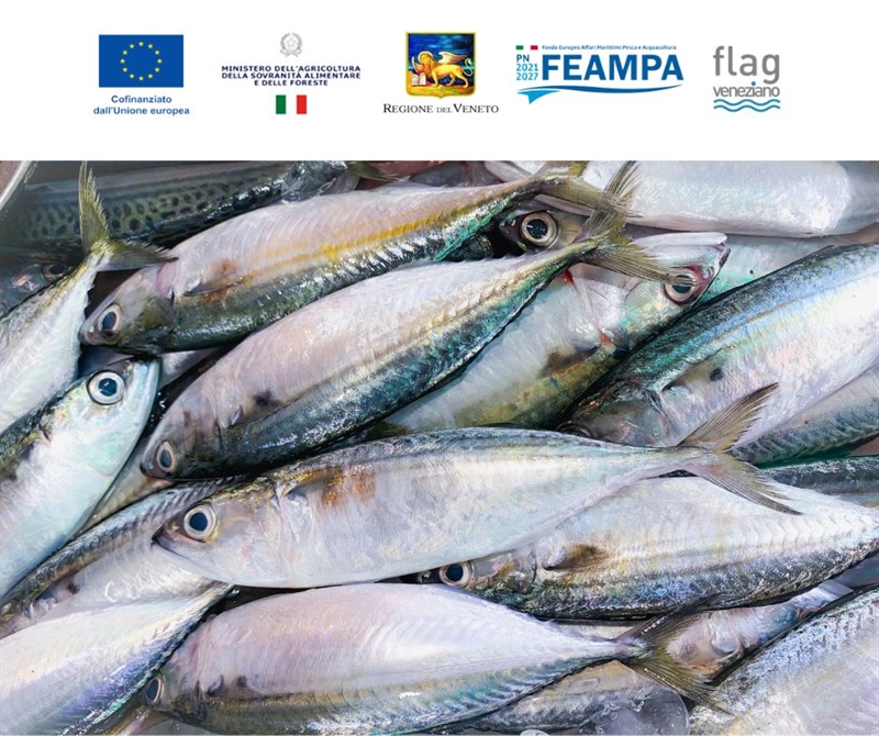 FORMAZIONE FEAMPA  CONNESSIONI DI MARE COMPETENZE dA MARE – nuovi scenari per la Pesca e l’ittiturismo in Veneto