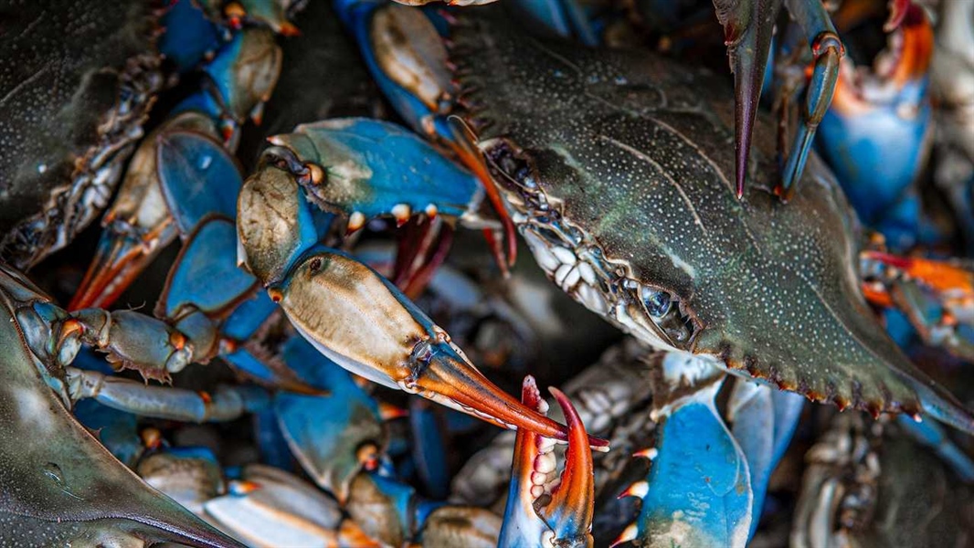 BLUECRAB 🌊 Final Conference